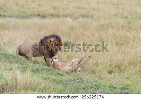 male and female lion fighting.