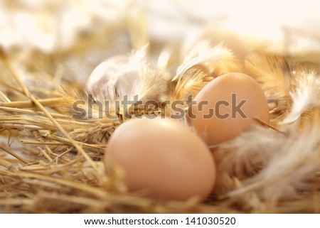 fresh eggs in a nest