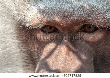 lonely monkey sad eyes quite close