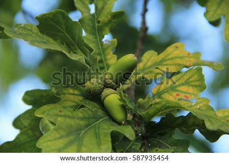 an acorn from an oak tree on the background of oak leaves, in the woods ストックフォト © 