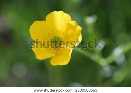 Similar – Image, Stock Photo ranunculus Nature Plant