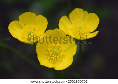 Similar – Image, Stock Photo The buttercup