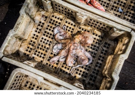 Octopus in a tray o the deck of a fishing vessel
 Foto stock © 