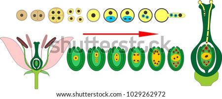 Formation of pollen grains and embryo sac. Double fertilization