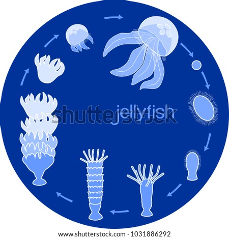 Developmental stages of jellyfish life cycle