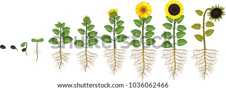 Drawing Green Leaf Line Art Computer Icons Plant Life Cycle Clipart Stunning Free Transparent Png Clipart Images Free Download