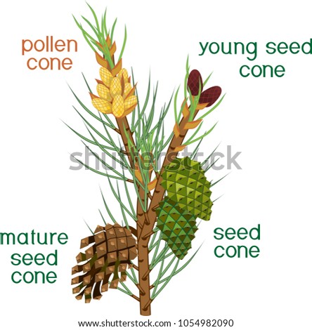 Branch of pine with green needles, male and female cones of different ages with titles on white background. Sporophyte of Pinus