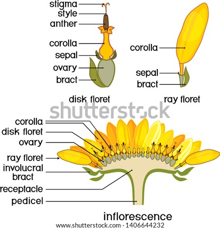 Similar – Image, Stock Photo The inflorescences of the common butterbur (Petasites hybridus)