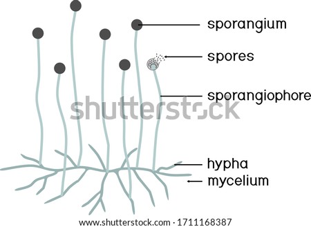 Structure of Mucor. Mycelium with sporangium isolated on white background