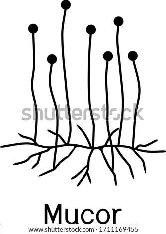 Structure of Mucor. Mycelium with sporangium isolated on white background