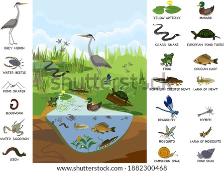 Ecosystem of pond with different animals (birds, insects, reptiles, fishes, amphibians) in their natural habitat. Schema of pond structure