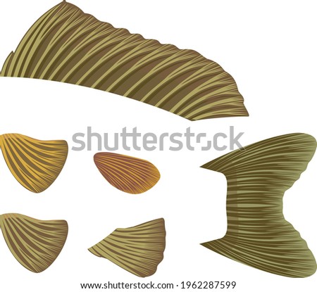 Different types fish fins isolated on white background. Illustration for biology lesson