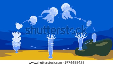 Life cycle of jellyfish. Sequence of stages of development of jellyfish from egg to adult animal in natural habitat