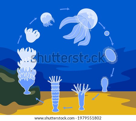 Life cycle of jellyfish. Sequence of stages of development of jellyfish from egg to adult animal in natural habitat