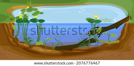 Split level pond. Freshwater pond biotope with Yellow water-lily (Nuphar lutea) plants and driftwood