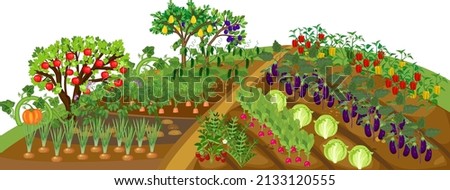 Harvest time. Vegetable patch with vegetable (onion, potato, cucumber, carrot, radish, cabbage, eggplant, pepper) plants and fruit trees with ripe harvest