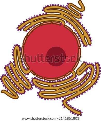 Animal cell nucleus and Rough endoplasmic reticulum (RER). Educational material for biology lesson