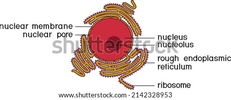 Animal cell nucleus and Rough endoplasmic reticulum (RER). Educational material for biology lesson