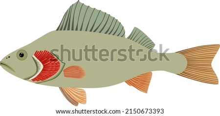 Fish with red gills isolated on white. Educational material with for biology lesson Stockfoto © 