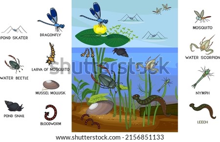 Ecosystem of pond with different invertebrates animals (insects, molluscs, leech) in their natural habitat. Schema of pond biotope structure for biology lessons