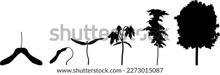 Black silhouette of life cycle of maple tree (Acer platanoides). Growth stages from samara fruit and sprout to old tree isolated on white background