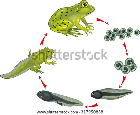 Life Cycle Of Frog Stock Vector Illustration 317950838 : Shutterstock