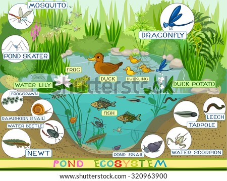 ecosystem of pond