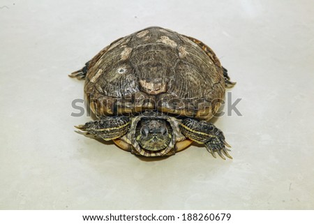 thirty years old brazil turtle top view
