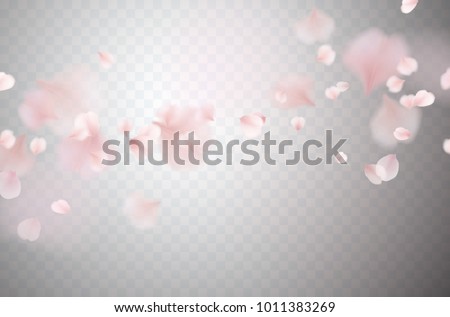 Petals of rose isolated on transparent background. Realistic pink sakura falling petals pattern. Flying blossom cherry flower elements for romantic wedding invitation design.
