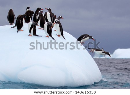 Jumping Gentoo Penguins on Iceberg