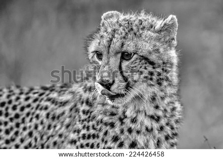 Black and White Baby Cheetah in Kruger National Park