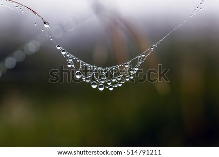 Similar – Image, Stock Photo Cobwebs with dewdrops