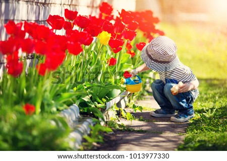 Similar – Image, Stock Photo Red Tulip Tulip blossom