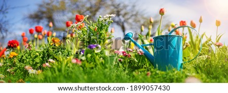 Beautiful flower seedlings growing in the soil at the garden. Watering can standing on the earth. Gardening hobby concept.