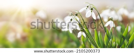 Similar – Image, Stock Photo Snowdrops in view White