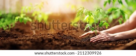 Similar – Image, Stock Photo New tomato plant in a vegetable garden