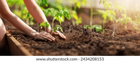 Similar – Image, Stock Photo New tomato plant in a vegetable garden