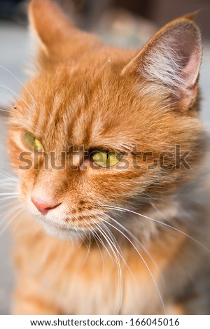Brown Chinese cat with bright yellow eyes