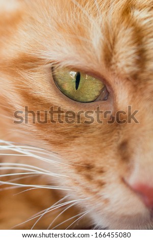 brown cat with yellow eye