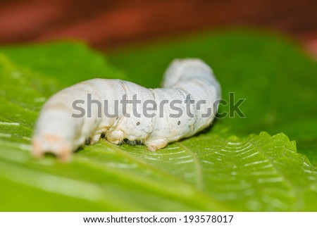 Silk worm eating mulberry green leaf