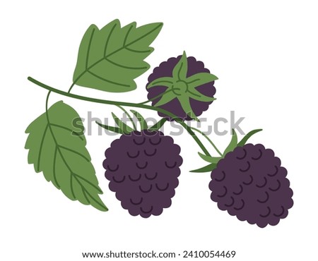 Ripe blackberry. Juicy blackberry and green leaves, branch with fresh blackberries, fresh berries for healthy nutrition flat vector illustration. Blackberry twig