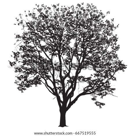Silhouette of a big tree of an elm with leaves, the black-and-white vector image on a white background
