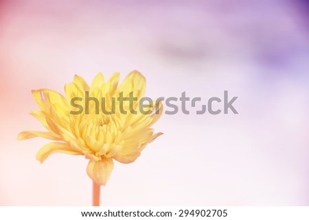 Yellow flower with soft focus background. Background out of focus.