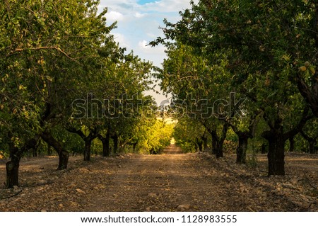 Similar – Image, Stock Photo orchard Sky Sunlight Grass