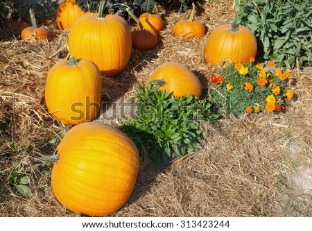 halloween garden of pumpkins in october thanksgiving