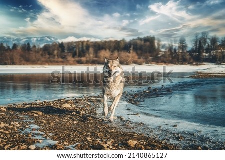 Czechoslovakian wolfdog in beautiful winter nature. wolfhound. Photo stock © 