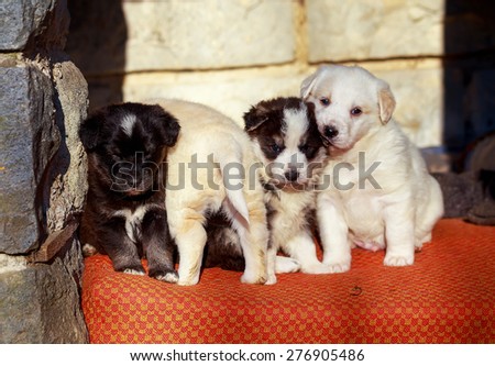 Beautiful adorable group of shepherd dog puppies in an outside shelter