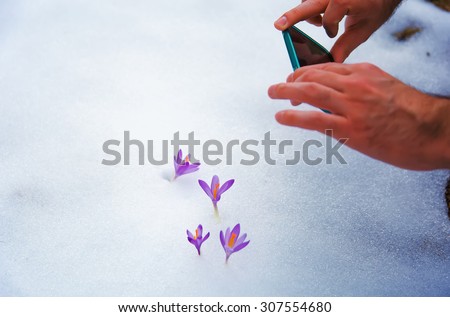 phone taking pictures of flowers of spring. crocuses in snow.