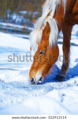 Brown Horse Haflinger in snowy pasture horse that eats snow