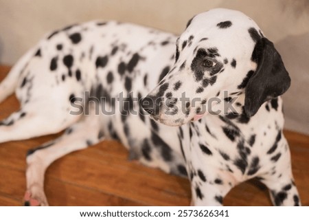 Similar – Image, Stock Photo Calm spotted dog sitting and looking up